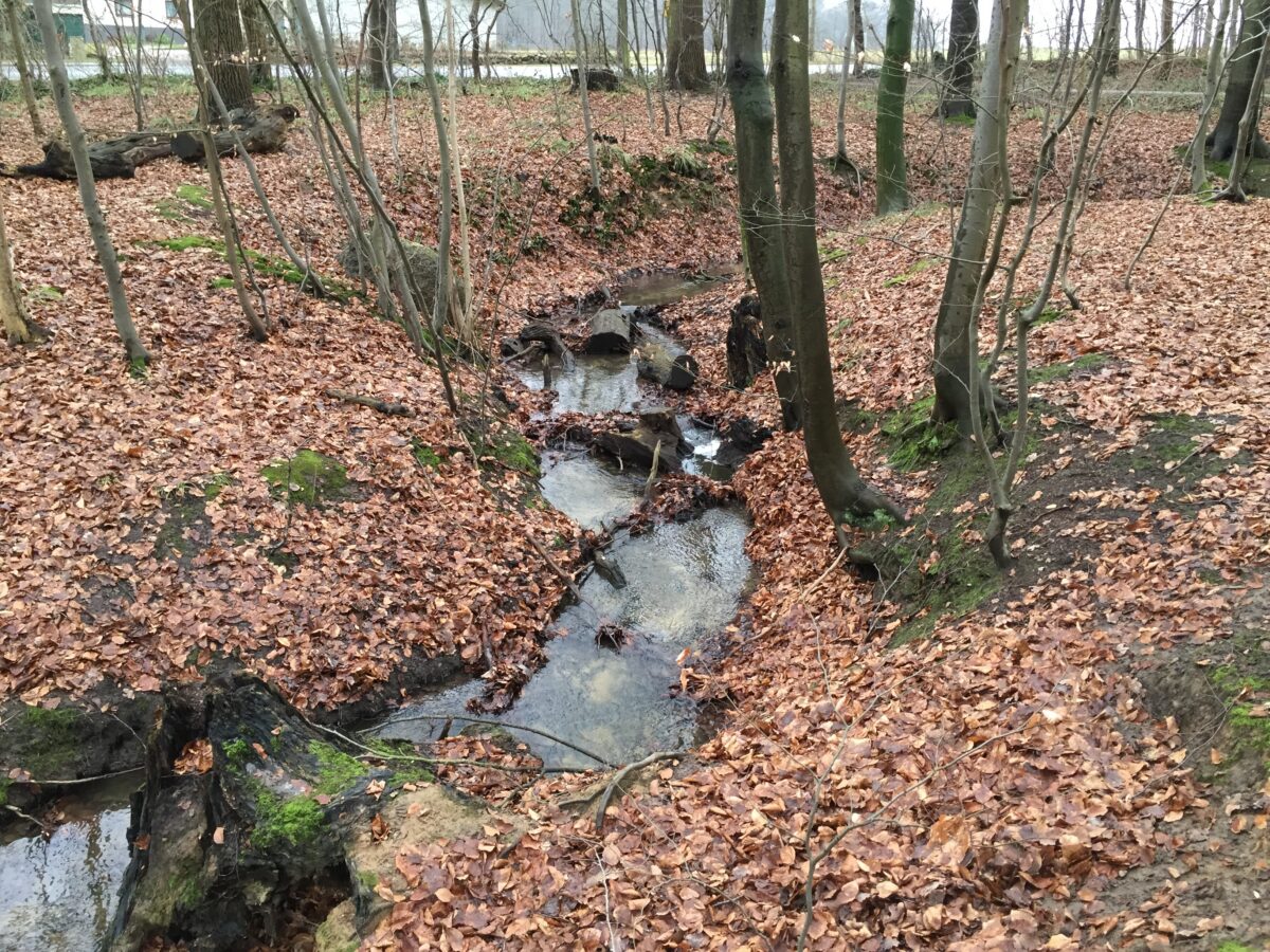 wald