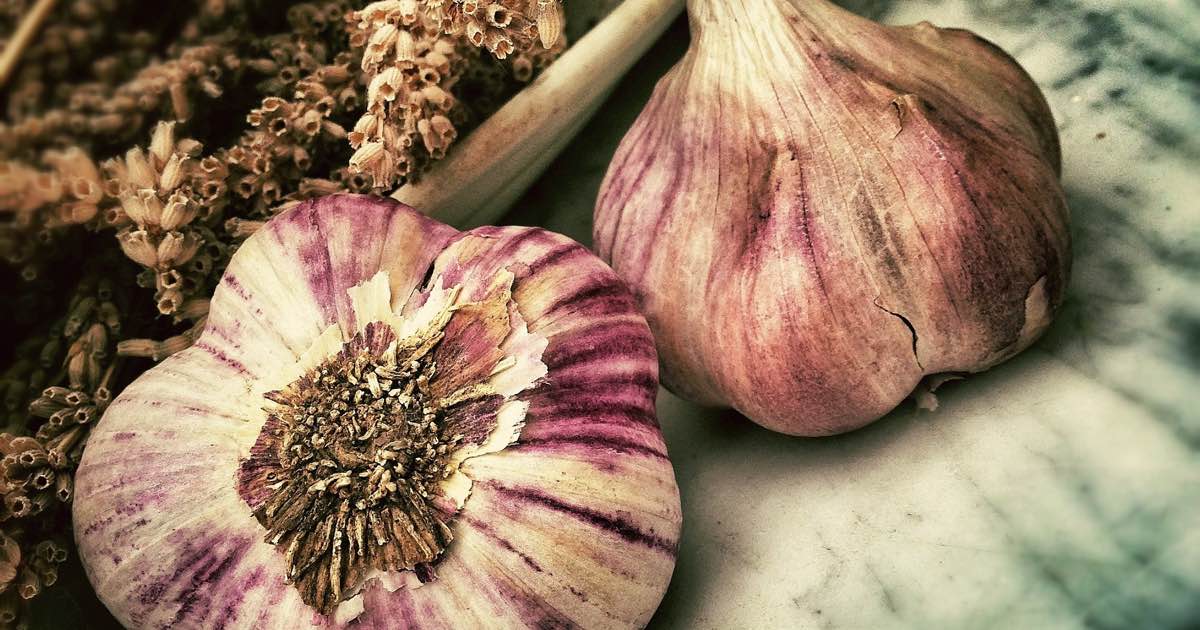 knoblauch