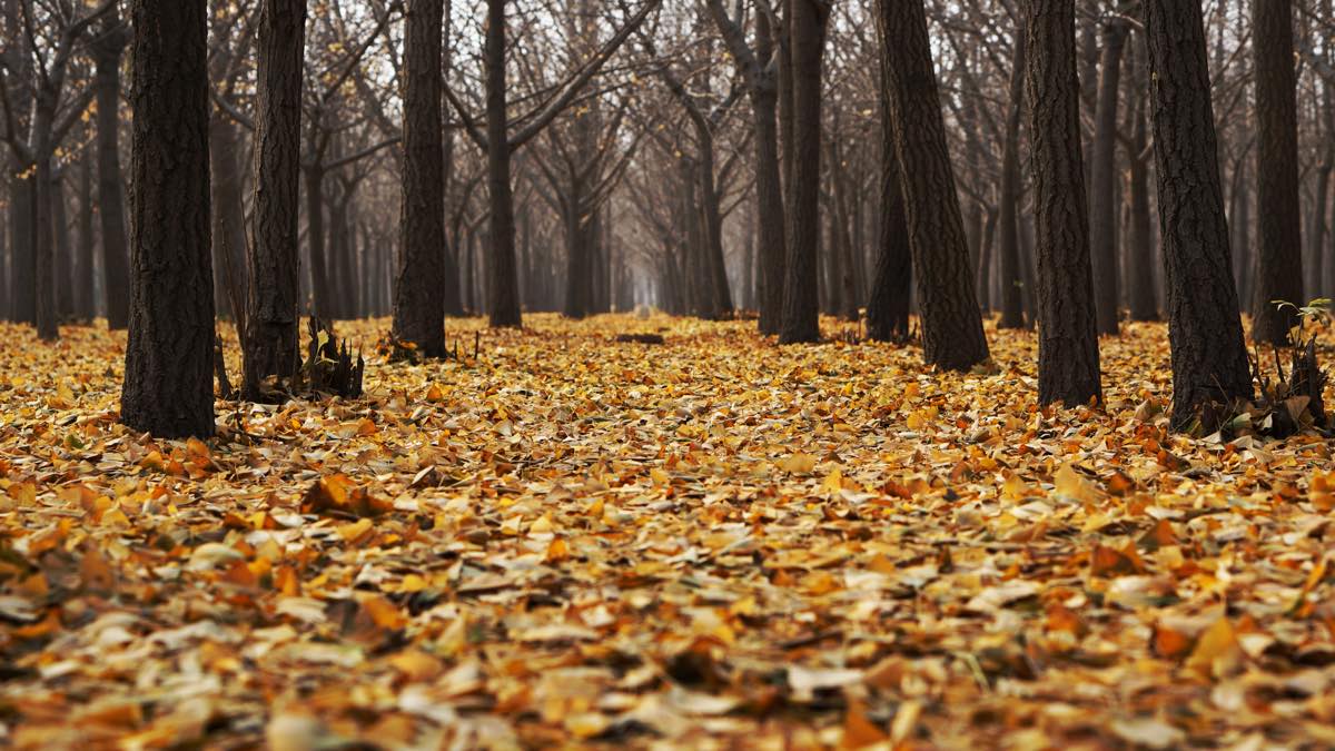 herbst