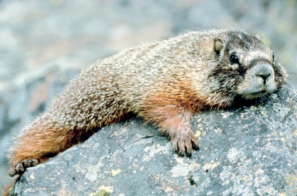 groundhog